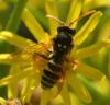 Nomada sp.